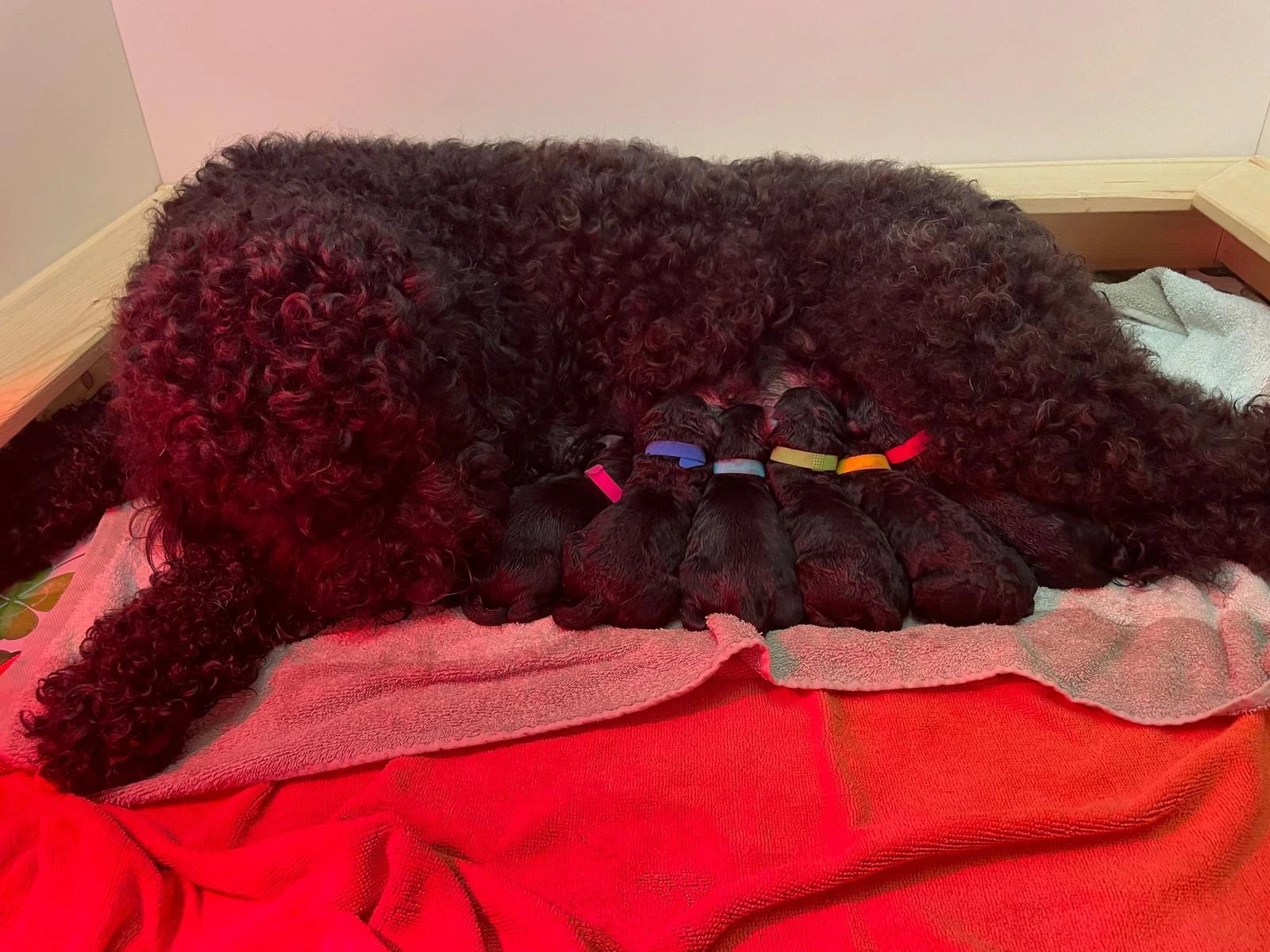 Barbet-Hündin Levi liegt auf einer roten Decke und säugt ihre sechs neugeborenen Welpen mit farbigen Bändchen